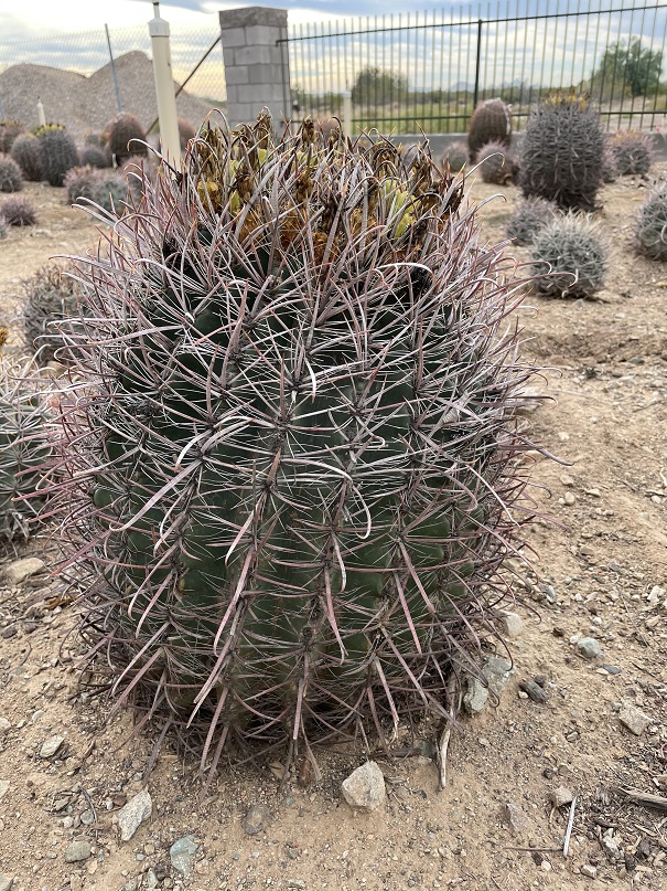 ferocactus-wislizeni-biznaga-de-agua-candy-barrel-fishhook-barrel-southwestern-barrel-arizona-barrel