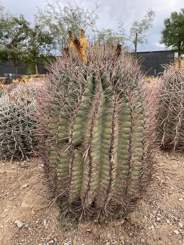 ferocactus-wislizeni-biznaga-de-agua-candy-barrel-fishhook-barrel-southwestern-barrel-arizona-barrel