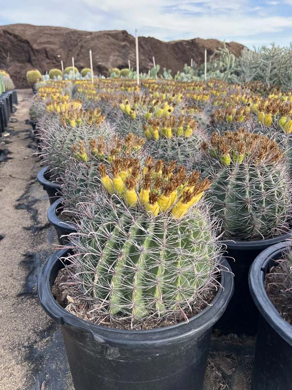 ferocactus-wislizeni-biznaga-de-agua-candy-barrel-fishhook-barrel-southwestern-barrel-arizona-barrel