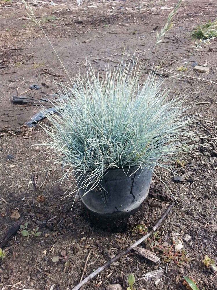 festuca-glauca-blue-fescue-festuca-ovina-glauca