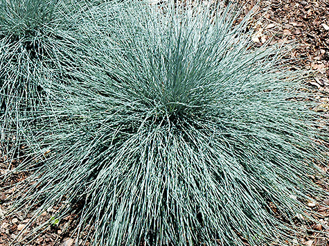 festuca-ovina-glauca-beyond-blue-blue-fescue-sheep-s-fescue