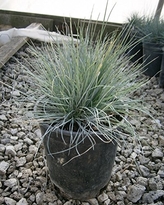 festuca-ovina-glauca-elijah-blue-blue-fescue