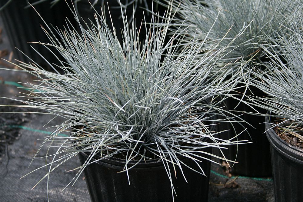 festuca-ovina-glauca-elijah-blue-blue-fescue