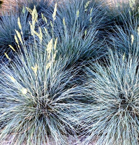 festuca-ovina-glauca-elijah-blue-blue-fescue