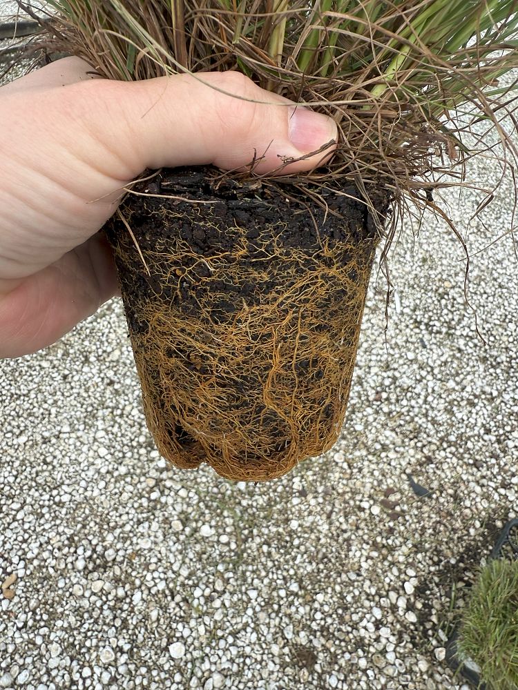 festuca-ovina-glauca-elijah-blue-blue-fescue