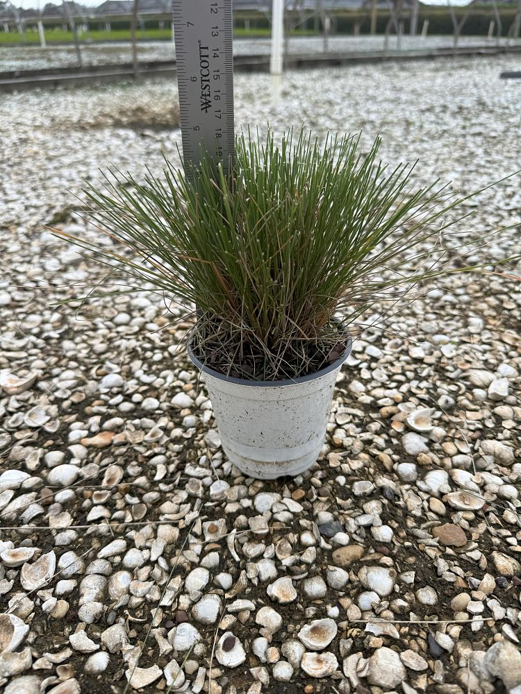 festuca-ovina-glauca-elijah-blue-blue-fescue