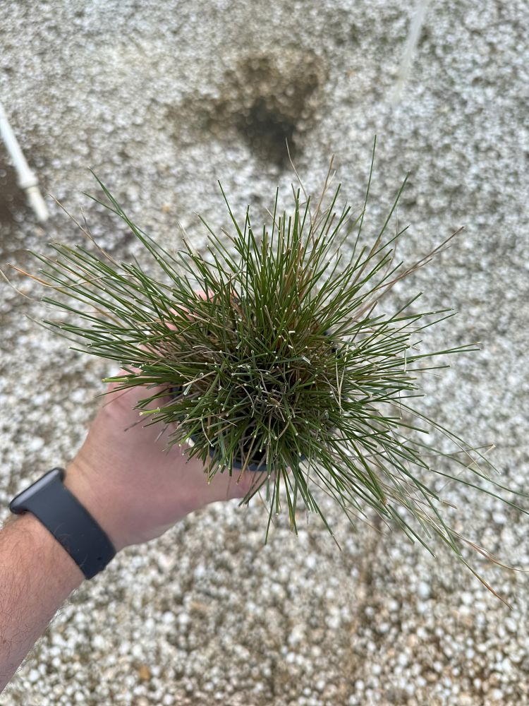 festuca-ovina-glauca-elijah-blue-blue-fescue