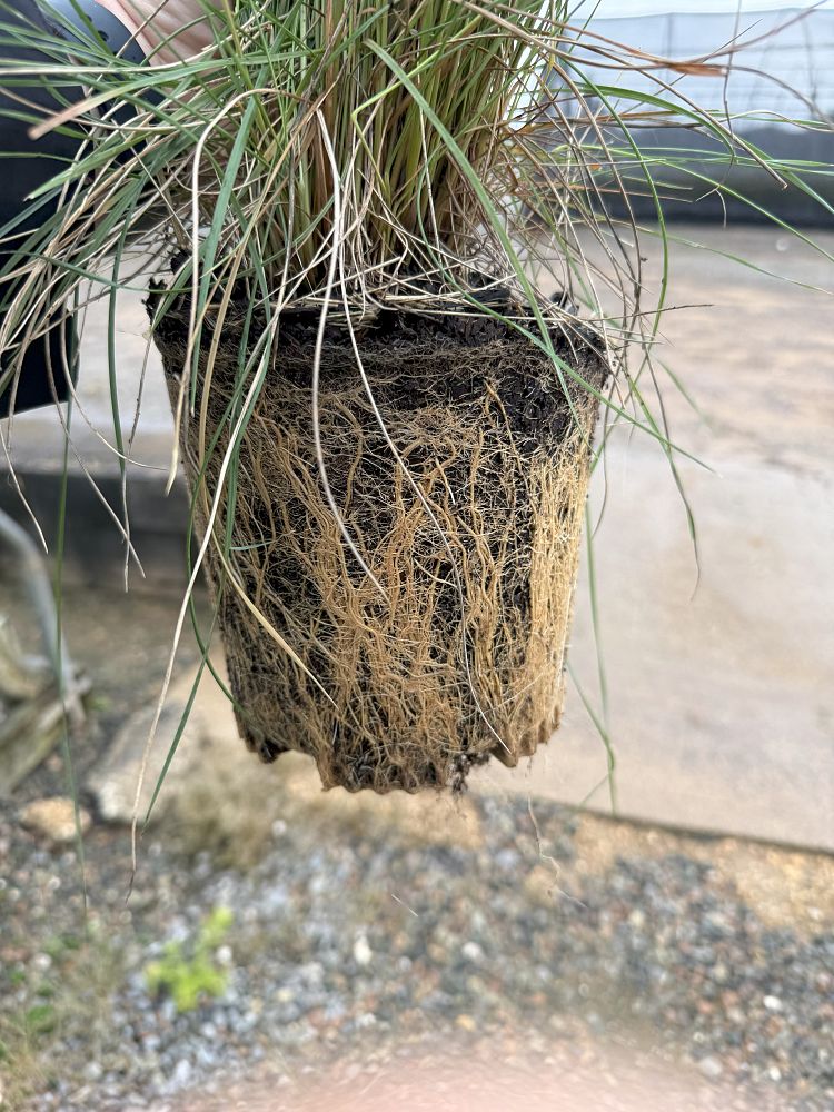 festuca-ovina-glauca-elijah-blue-blue-fescue