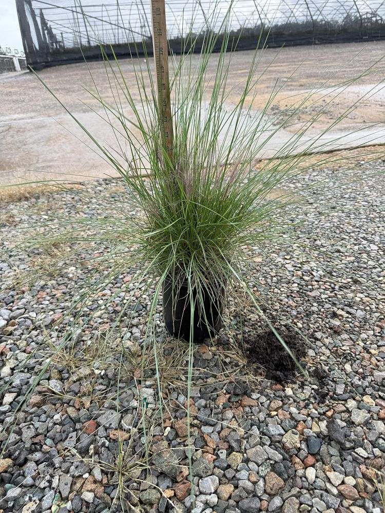 festuca-ovina-glauca-elijah-blue-blue-fescue