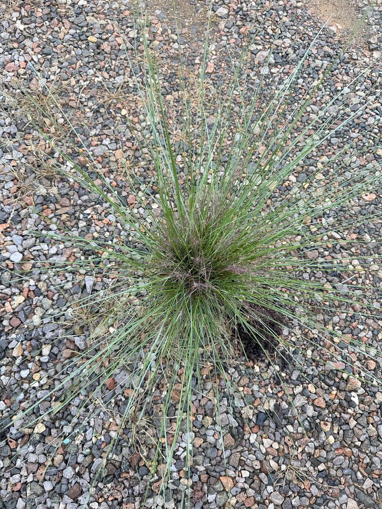 festuca-ovina-glauca-elijah-blue-blue-fescue