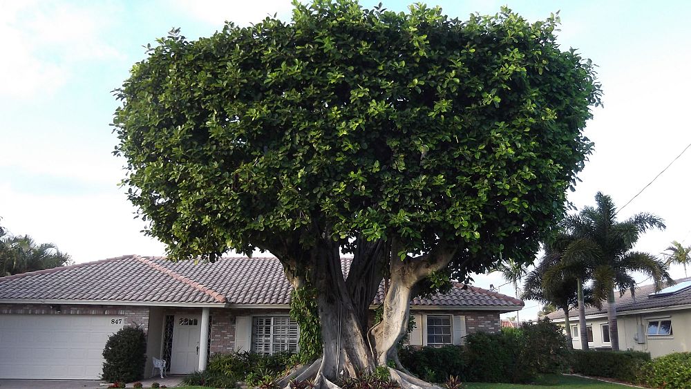 ficus-altissima-council-tree-lofty-fig-false-banyan
