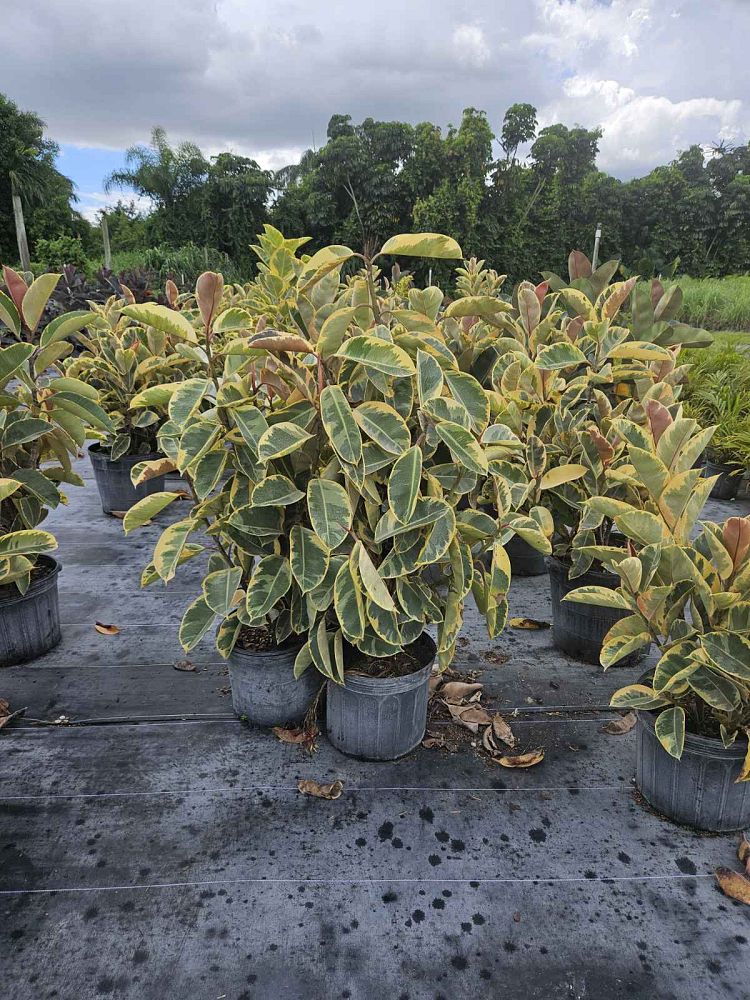 ficus-altissima-council-tree-lofty-fig-false-banyan