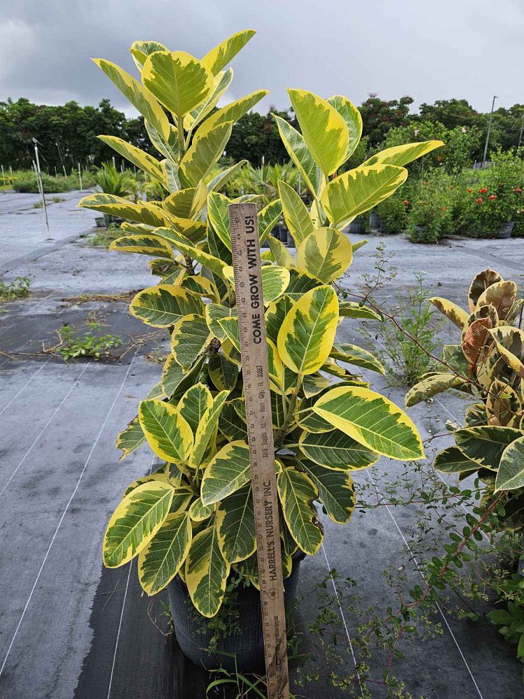 ficus-altissima-council-tree-lofty-fig-false-banyan