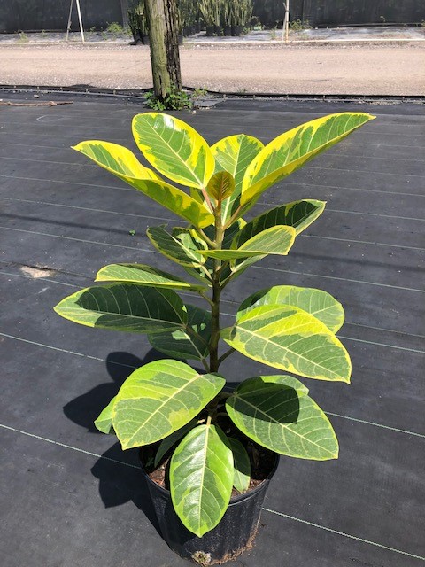 ficus-altissima-council-tree-lofty-fig-false-banyan