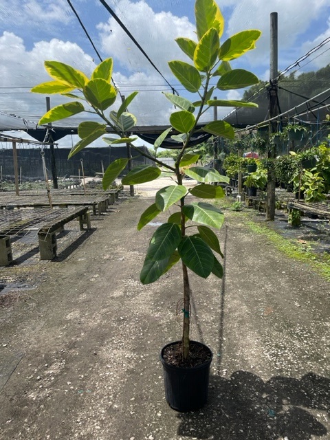 ficus-altissima-council-tree-lofty-fig-false-banyan