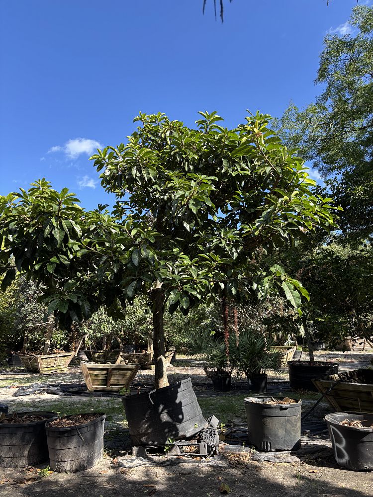 ficus-altissima-council-tree-lofty-fig-false-banyan