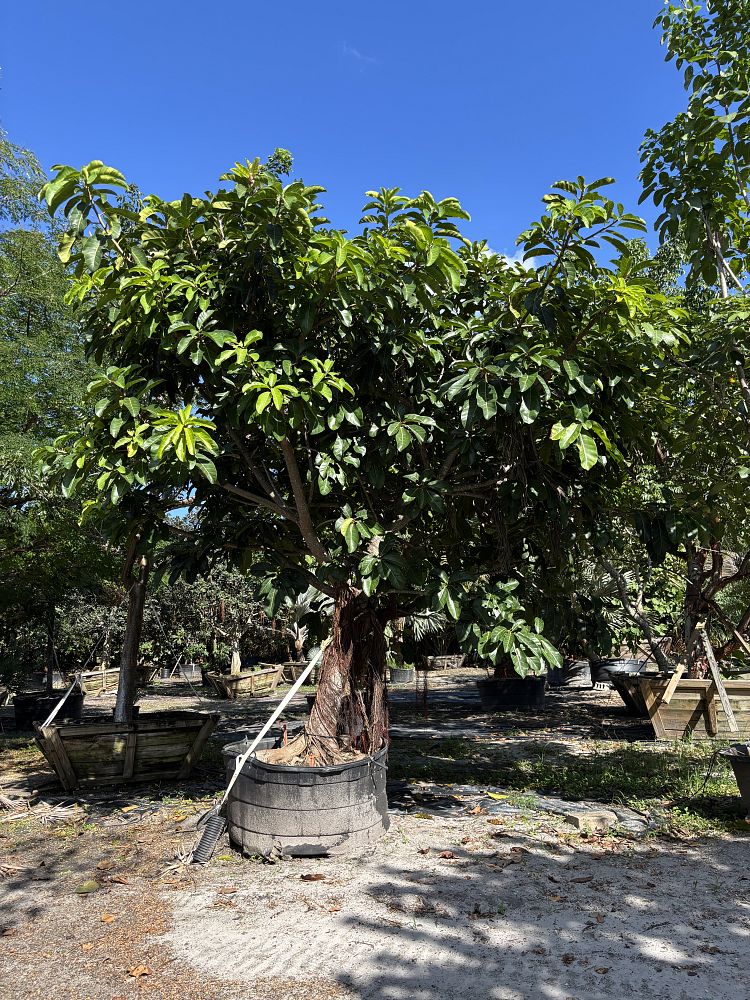 ficus-altissima-council-tree-lofty-fig-false-banyan