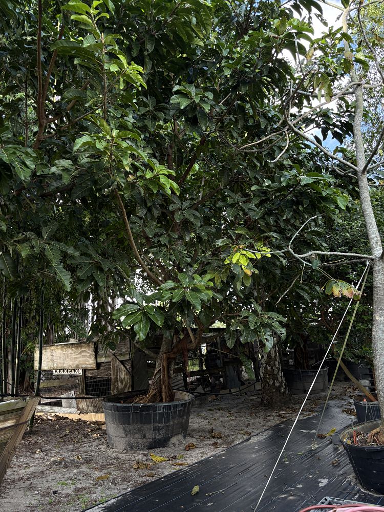 ficus-altissima-council-tree-lofty-fig-false-banyan