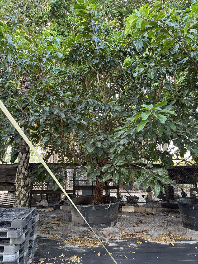 ficus-altissima-council-tree-lofty-fig-false-banyan