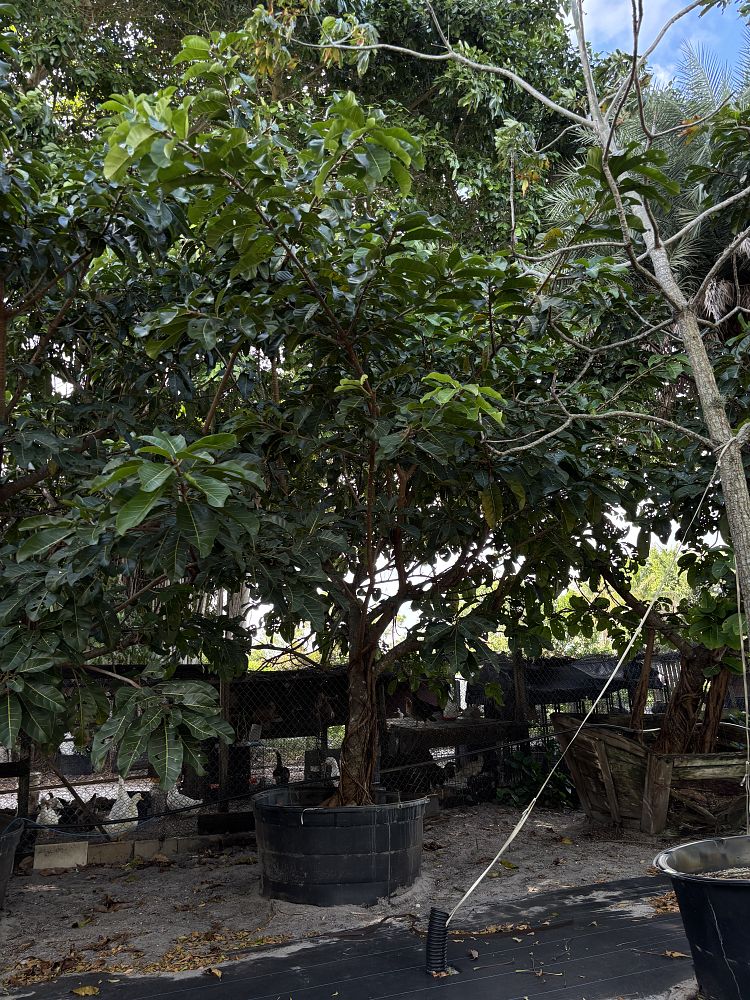 ficus-altissima-council-tree-lofty-fig-false-banyan