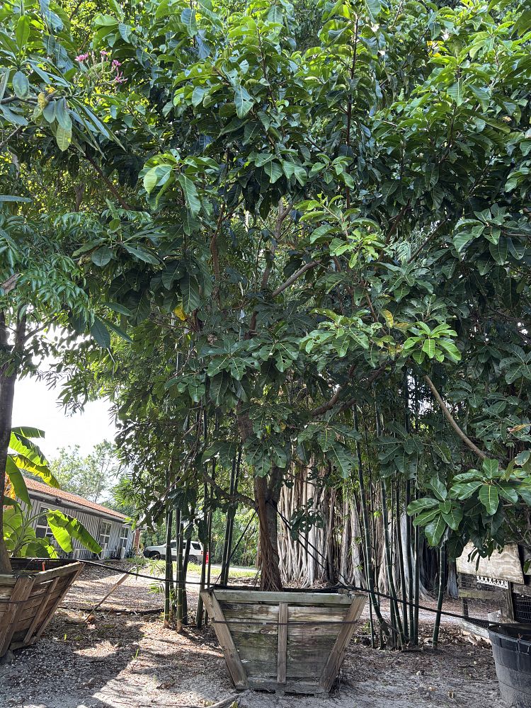 ficus-altissima-council-tree-lofty-fig-false-banyan