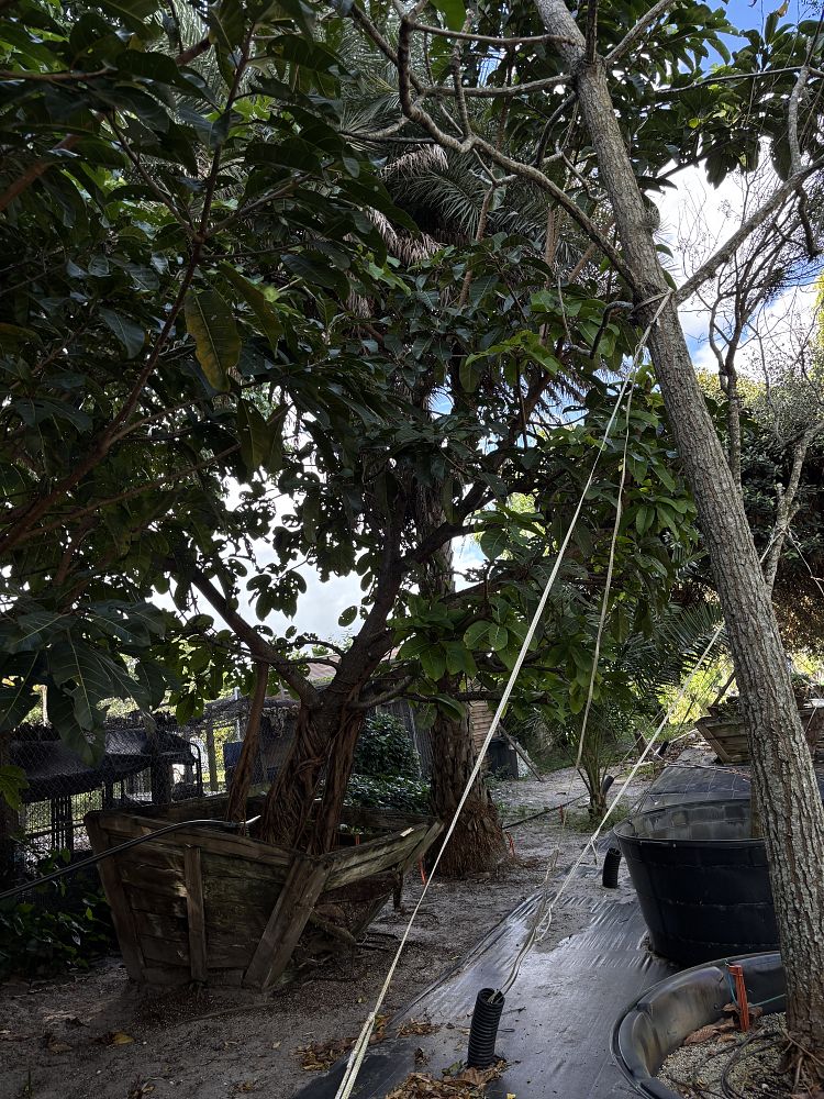 ficus-altissima-council-tree-lofty-fig-false-banyan