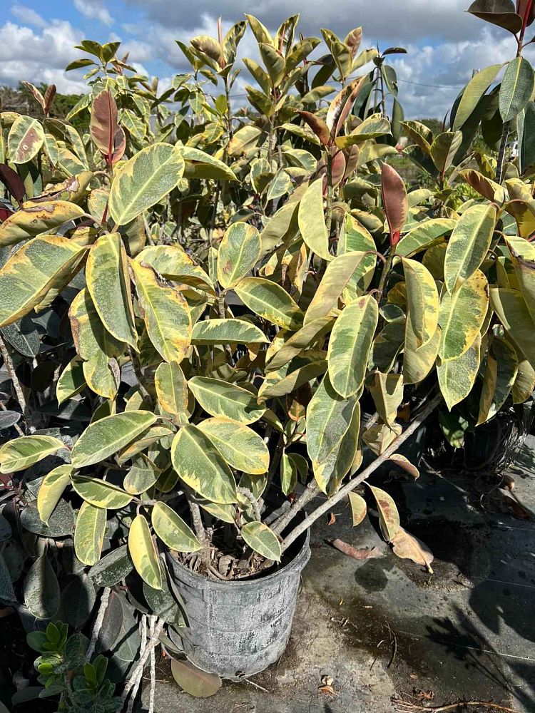 ficus-altissima-council-tree-lofty-fig-false-banyan