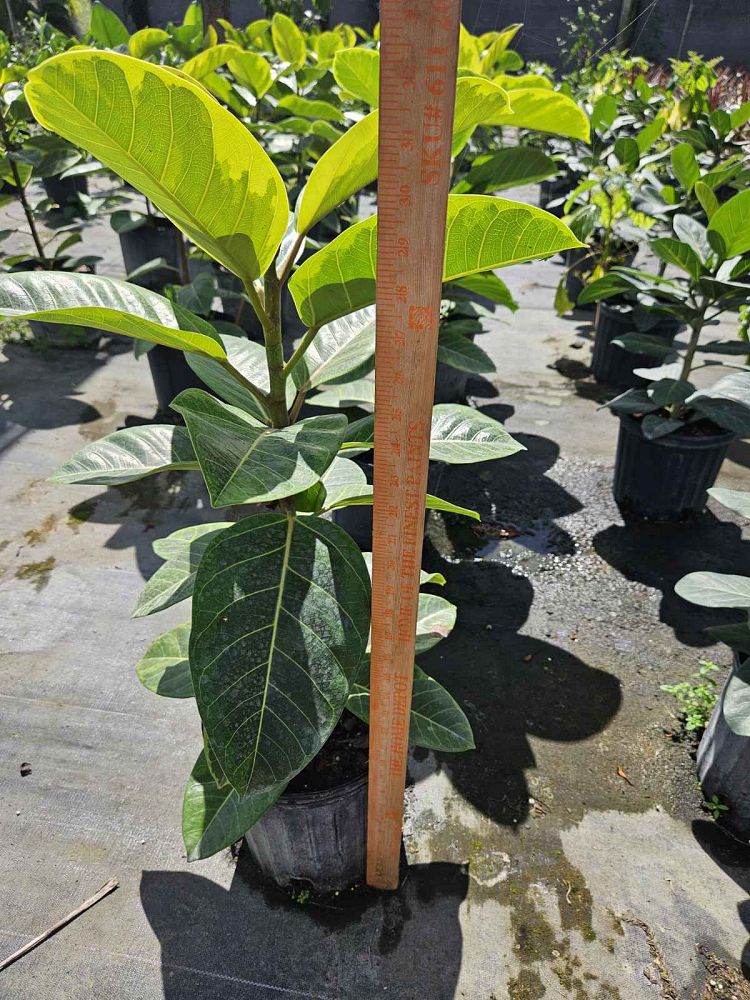 ficus-altissima-council-tree-lofty-fig-false-banyan
