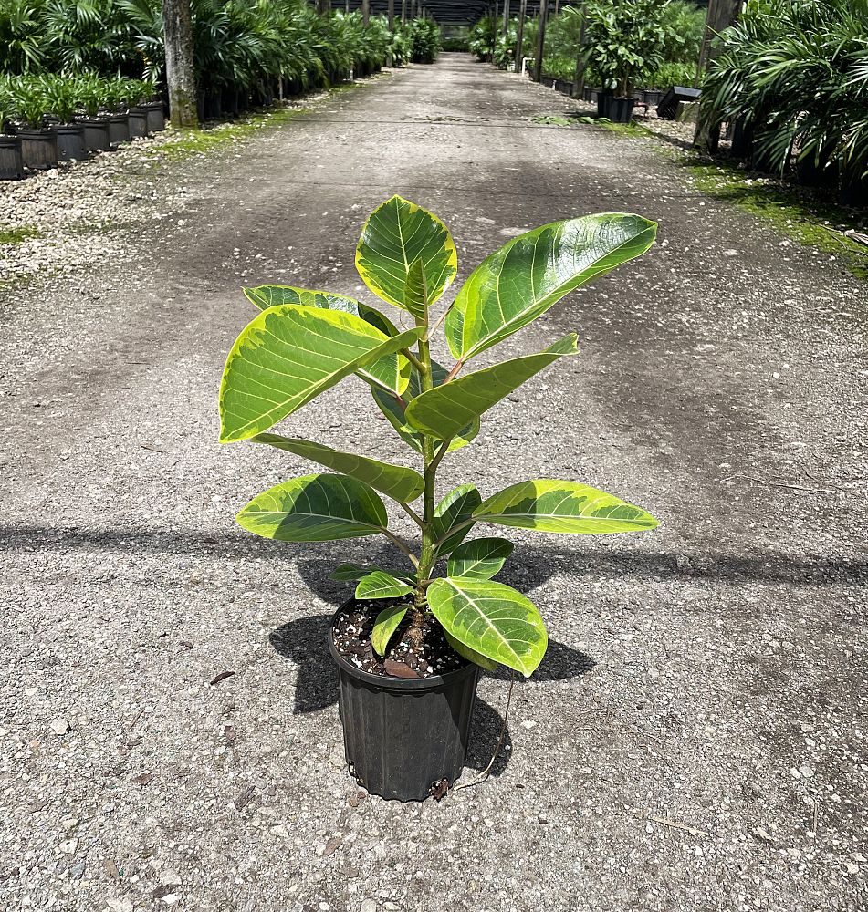 ficus-altissima-council-tree-lofty-fig-false-banyan