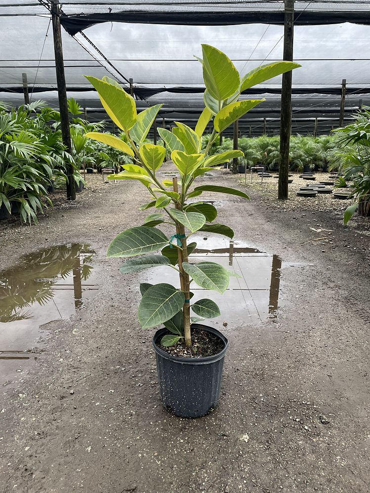ficus-altissima-council-tree-lofty-fig-false-banyan