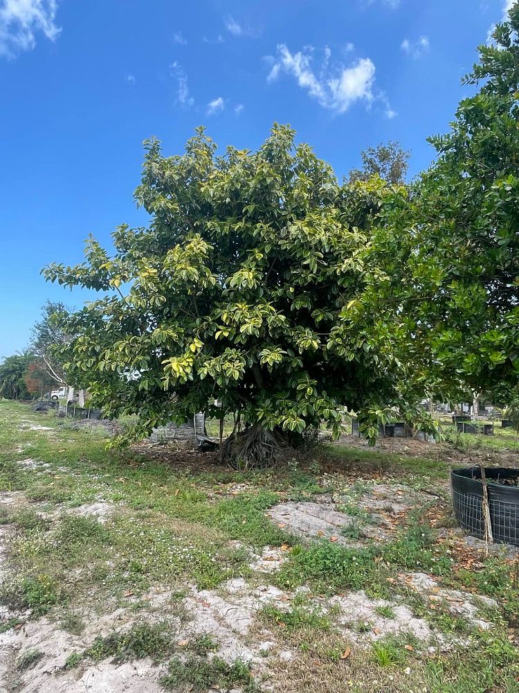 ficus-altissima-council-tree-lofty-fig-false-banyan