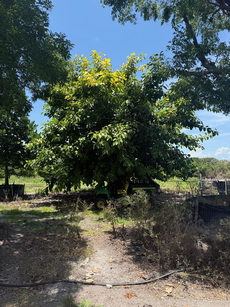 ficus-altissima-council-tree-lofty-fig-false-banyan