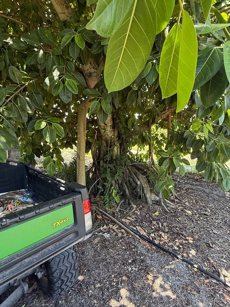 ficus-altissima-council-tree-lofty-fig-false-banyan