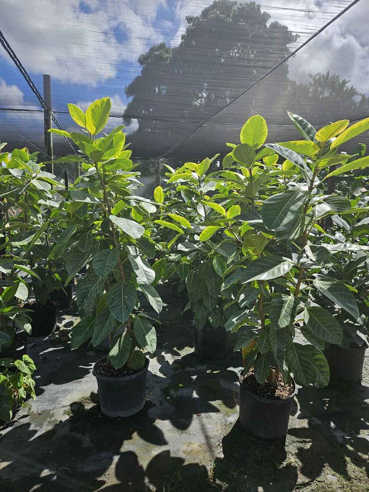 ficus-altissima-council-tree-lofty-fig-false-banyan