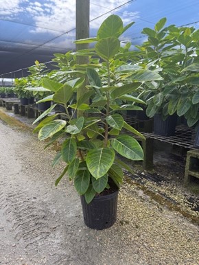 ficus-altissima-council-tree-lofty-fig-false-banyan