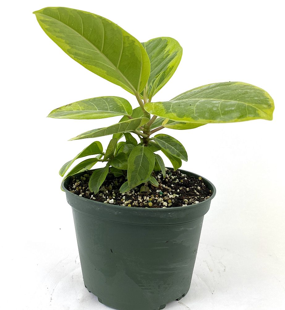 ficus-altissima-variegata