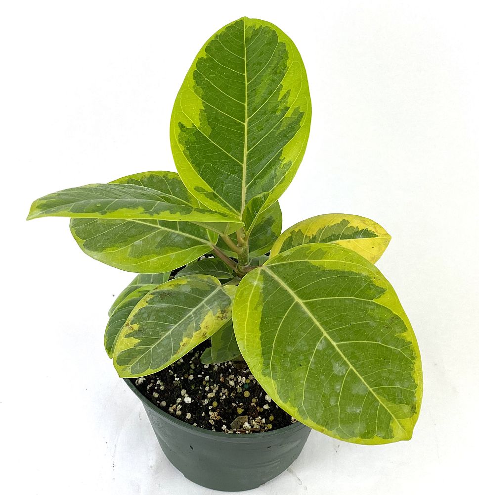 ficus-altissima-variegata