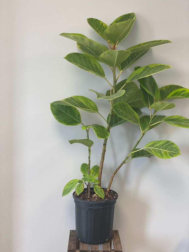 ficus-altissima-variegata