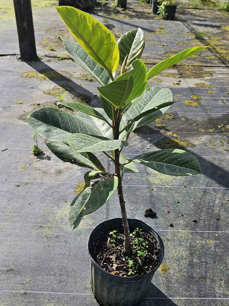ficus-altissima-variegata