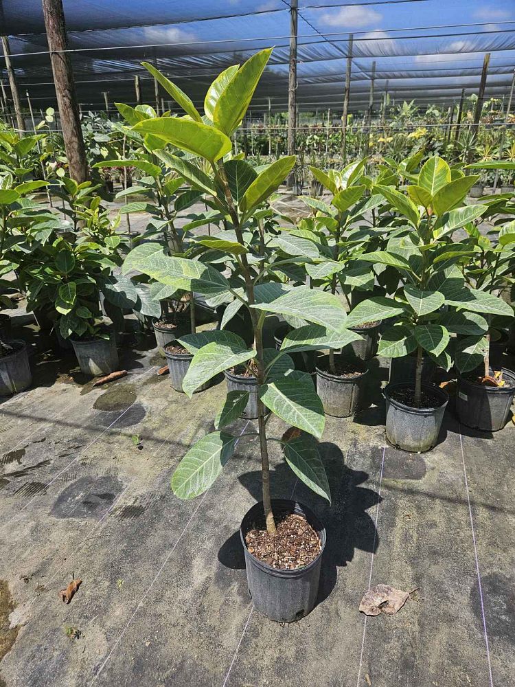 ficus-altissima-variegata