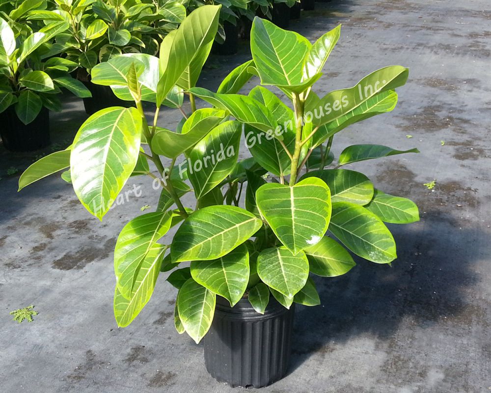 ficus-altissima-yellow-gem