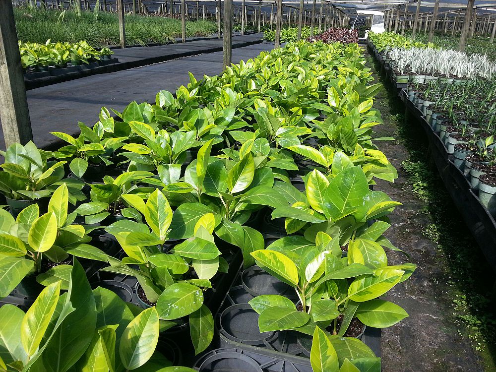 ficus-altissima-yellow-gem
