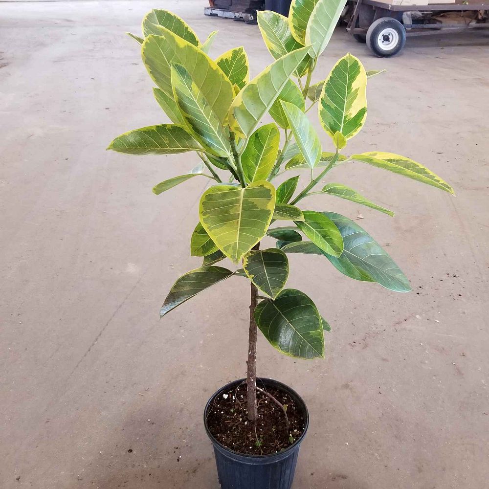 ficus-altissima-yellow-gem