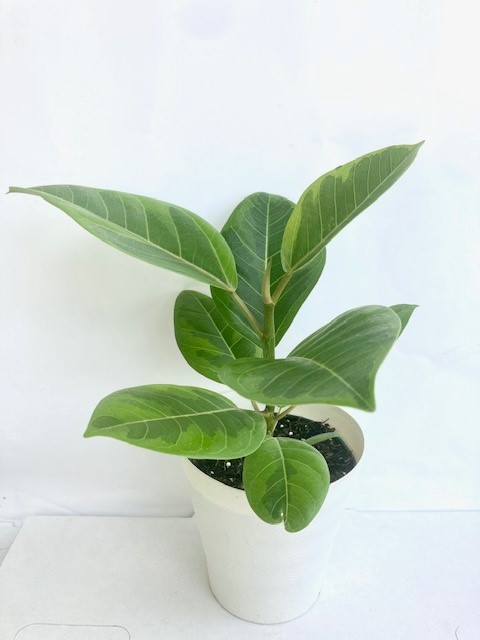 ficus-altissima-yellow-gem