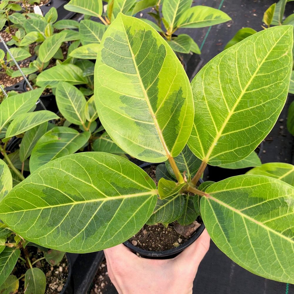 ficus-altissima-yellow-gem