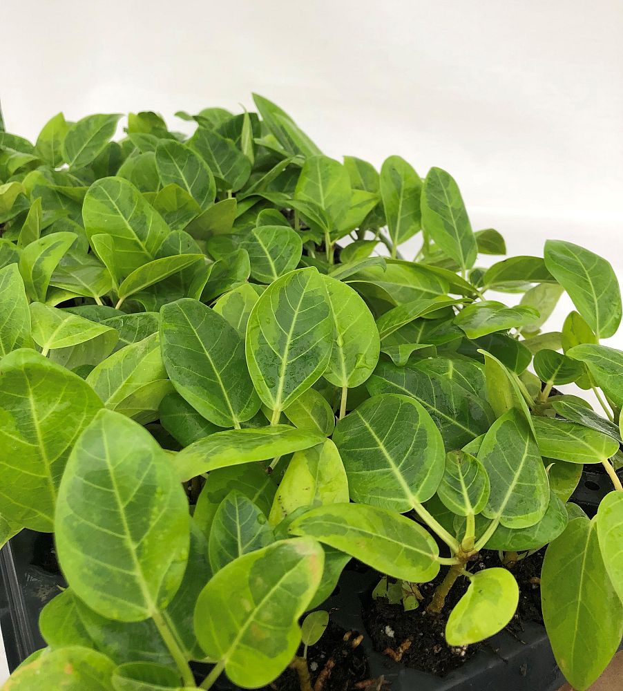 ficus-altissima-yellow-gem