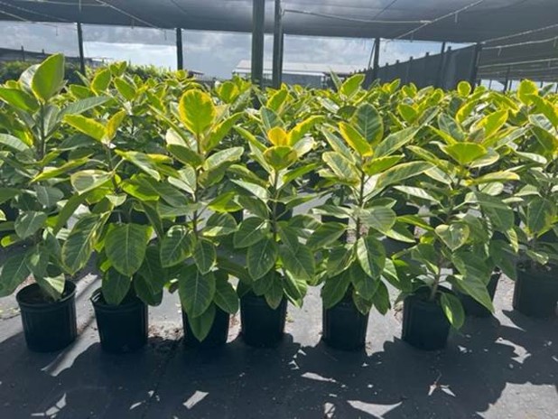 ficus-altissima-yellow-gem