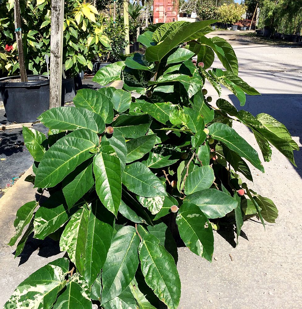 ficus-aspera-parcellii-mosaic-clown-fig-florida-strangler-fig