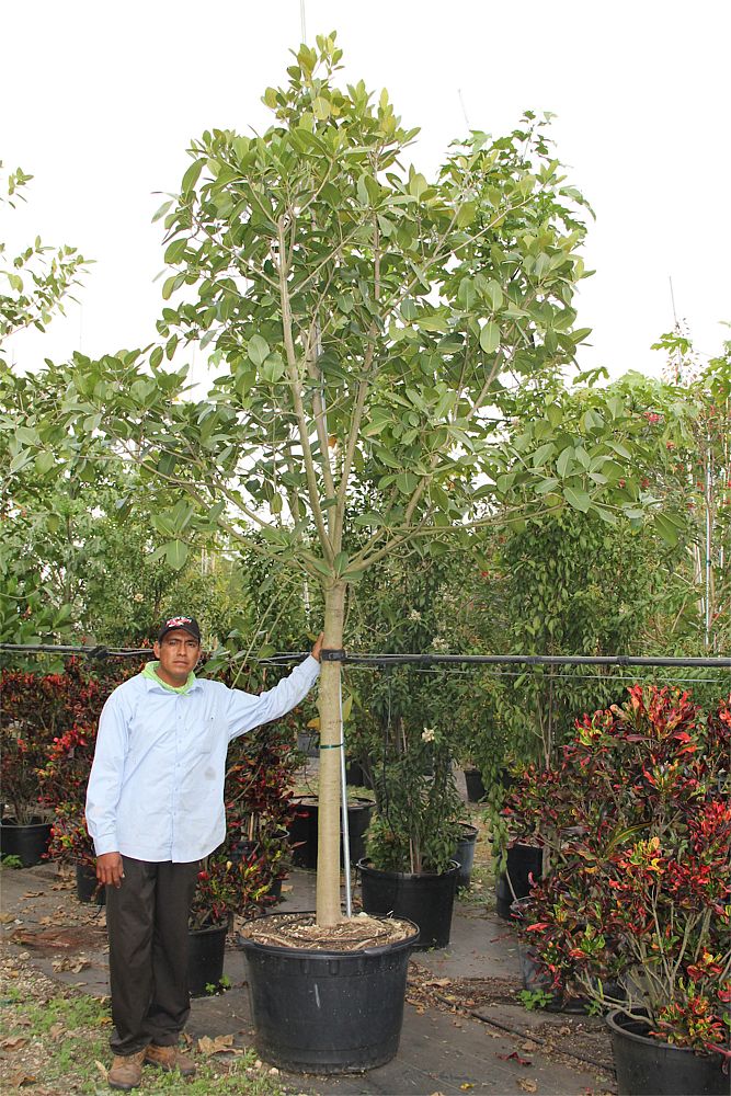 ficus-aurea-strangler-fig