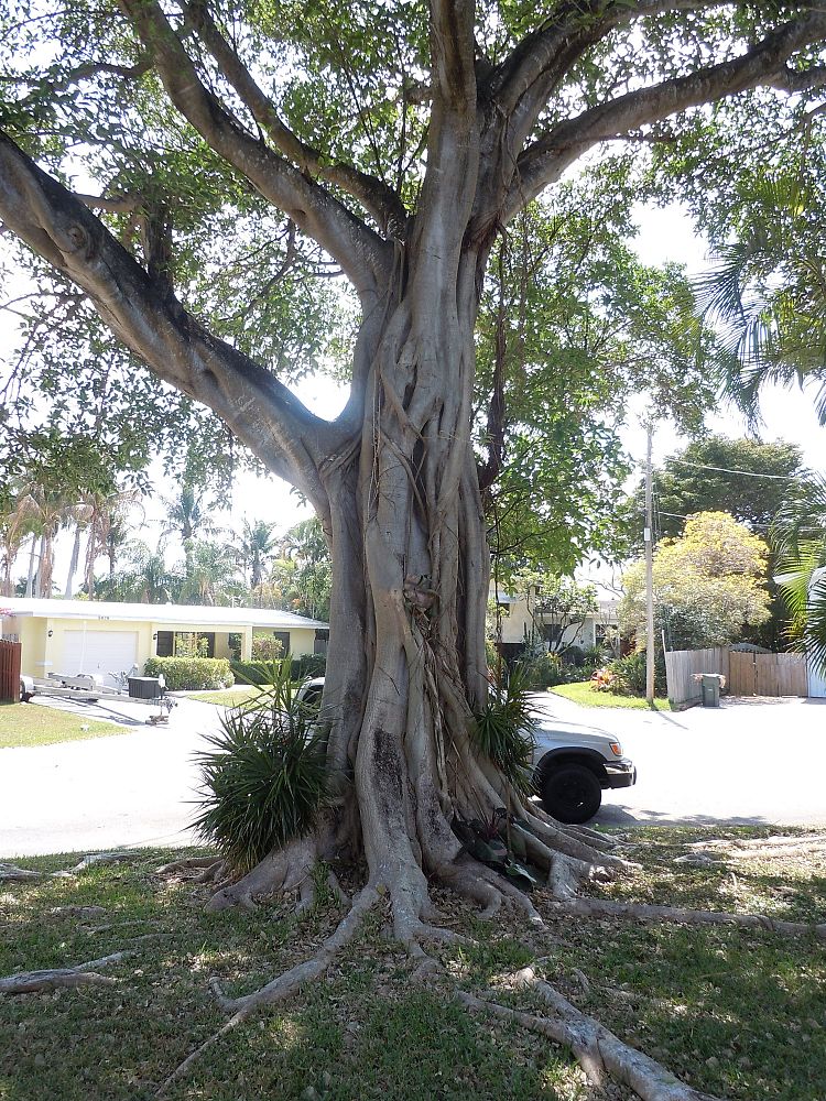 ficus-aurea-strangler-fig